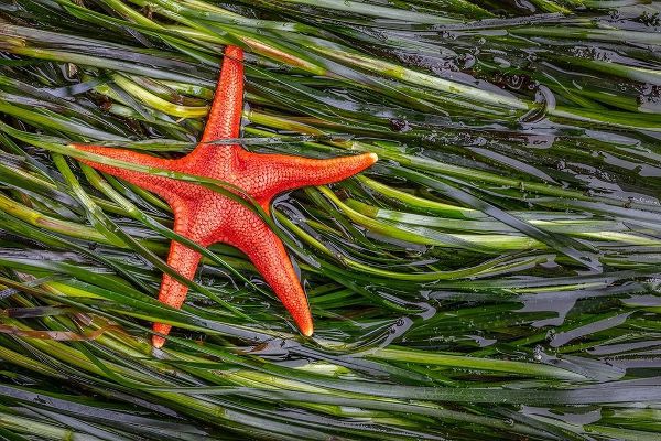 Washington State-Salt Creek Recreation Area Blood star and wet eelgrass